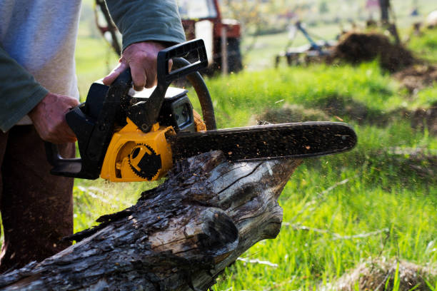 How Our Tree Care Process Works  in  Waterville, WA